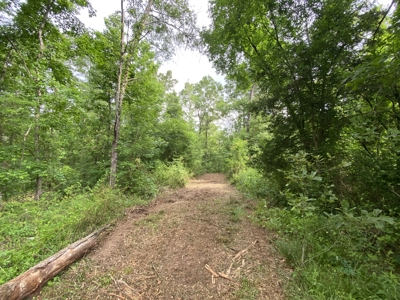 Large Timber Tract in Ore City, Texas - image 26