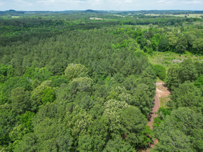 Large Timber Tract in Ore City, Texas - image 4
