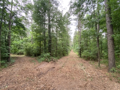 Large Timber Tract in Ore City, Texas - image 16