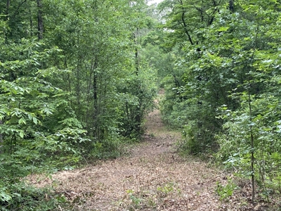Large Timber Tract in Ore City, Texas - image 25