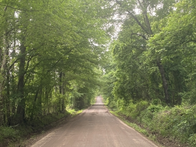 Large Timber Tract in Ore City, Texas - image 9