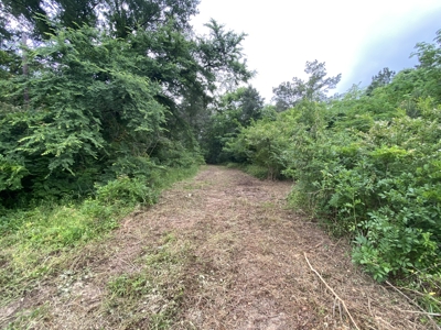 Large Timber Tract in Ore City, Texas - image 23
