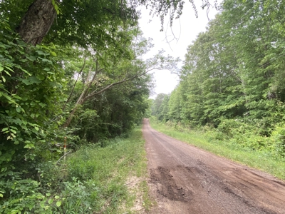 Large Timber Tract in Ore City, Texas - image 7