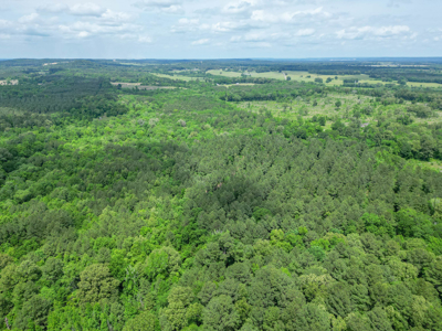 Large Timber Tract in Ore City, Texas - image 6