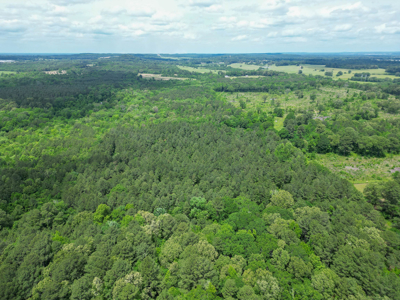 Large Timber Tract in Ore City, Texas - image 5