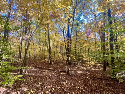 Newton County 20 Acres For Sale Borders Ozark National Forest - image 15