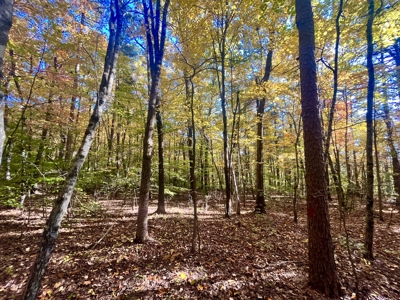 Newton County 20 Acres For Sale Borders Ozark National Forest - image 16