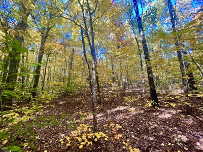 Newton County 20 Acres For Sale Borders Ozark National Forest - image 22