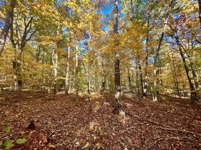 Newton County 20 Acres For Sale Borders Ozark National Forest - image 6
