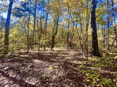 Newton County 20 Acres For Sale Borders Ozark National Forest - image 20
