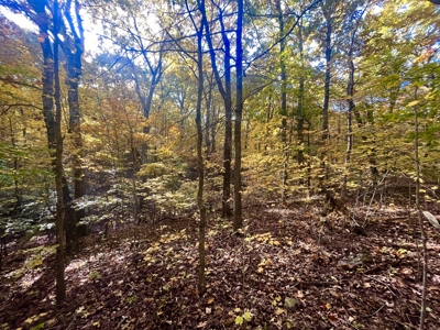 Newton County 20 Acres For Sale Borders Ozark National Forest - image 7