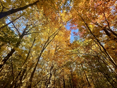 Newton County 20 Acres For Sale Borders Ozark National Forest - image 17