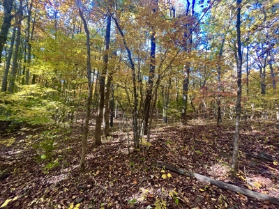 Newton County 20 Acres For Sale Borders Ozark National Forest - image 19