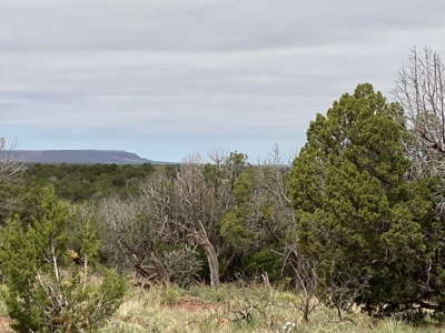 40 Acres for Sale in Bull Canyon Ranches, NM – Red Rock Views - image 6