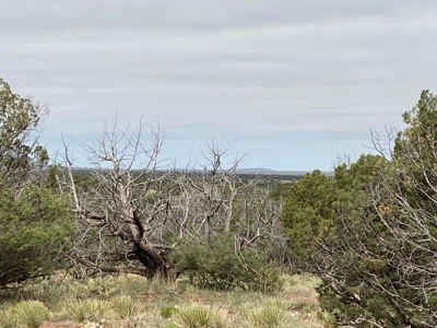 40 Acres for Sale in Bull Canyon Ranches, NM – Red Rock Views - image 5