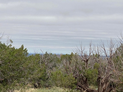 40 Acres for Sale in Bull Canyon Ranches, NM – Red Rock Views - image 3