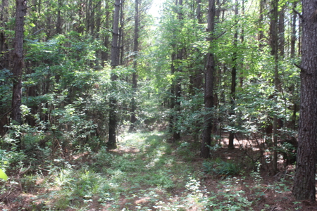 Hunting Land For Sale Lincoln County Loyd Star Mississippi - image 3