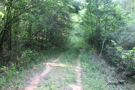 Hunting Land For Sale Lincoln County Loyd Star Mississippi - image 2