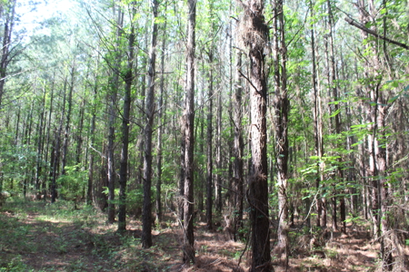 Hunting Land For Sale Lincoln County Loyd Star Mississippi - image 5