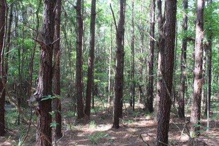 Hunting Land For Sale Lincoln County Loyd Star Mississippi - image 7