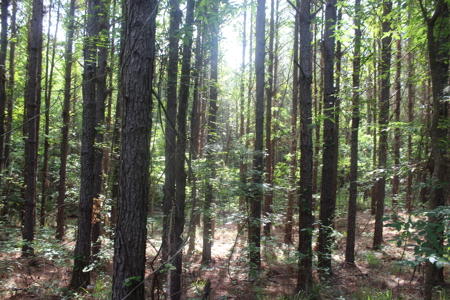 Hunting Land For Sale Lincoln County Loyd Star Mississippi - image 4