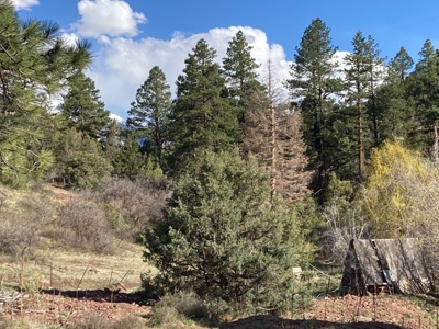 Mountain Land for Sale in Ridgway, Colorado - image 6