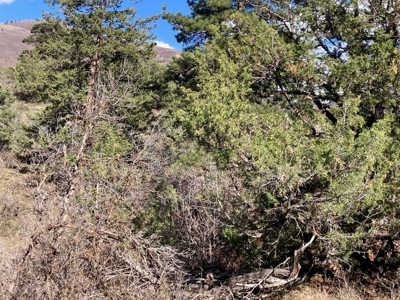 Mountain Land for Sale in Ridgway, Colorado - image 10