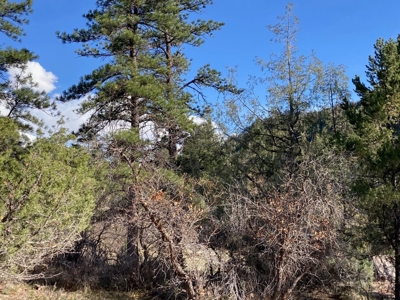 Mountain Land for Sale in Ridgway, Colorado - image 8