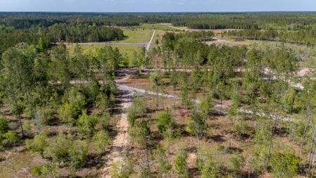 25 Acres in North Florida – Cleared Sites & Natural Beauty - image 4