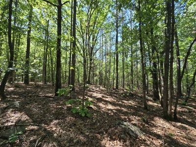 Off-Grid Property – Creek Frontage - Owner Financing - image 10