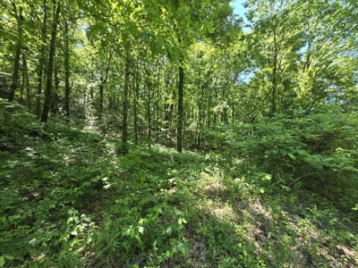 Off-Grid Property – Creek Frontage - Owner Financing - image 13