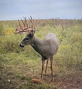 Kansas Trophy Ranch For Sale – Hunt It, Ranch It, Develop It - image 6