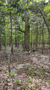Land for sale in St. Clair County - image 10