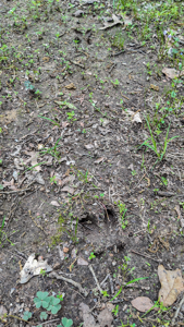 Land for sale in St. Clair County - image 5