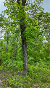 Land for sale in St. Clair County - image 7