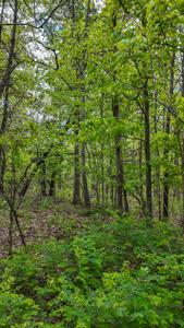 Land for sale in St. Clair County - image 17