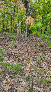 Land for sale in St. Clair County - image 8