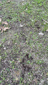 Land for sale in St. Clair County - image 4