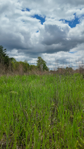 Land for sale in St. Clair County - image 14