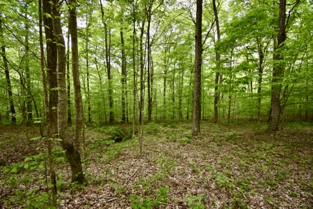 Secluded Crawford County Cabin in Southern Indiana - image 23