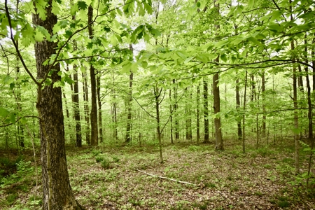 Secluded Crawford County Cabin in Southern Indiana - image 22