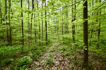 Secluded Crawford County Cabin in Southern Indiana - image 15
