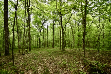 Secluded Crawford County Cabin in Southern Indiana - image 16