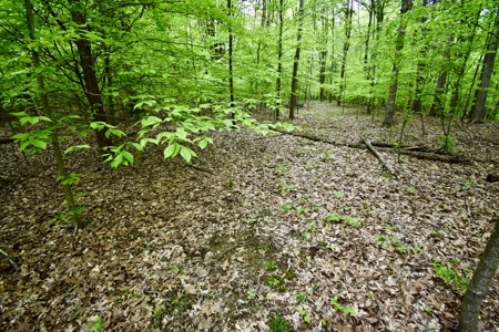 Secluded Crawford County Cabin in Southern Indiana - image 21