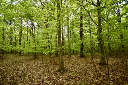 Secluded Crawford County Cabin in Southern Indiana - image 17