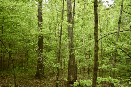 Secluded Crawford County Cabin in Southern Indiana - image 14