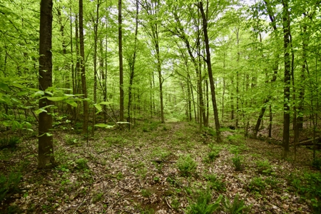 Secluded Crawford County Cabin in Southern Indiana - image 13