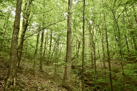 Secluded Crawford County Cabin in Southern Indiana - image 20