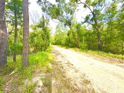 Land For Sale In Lafayette County By The Suwannee River!!! - image 3