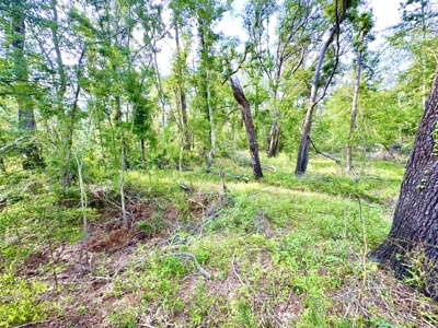 Land For Sale In Lafayette County By The Suwannee River!!! - image 1